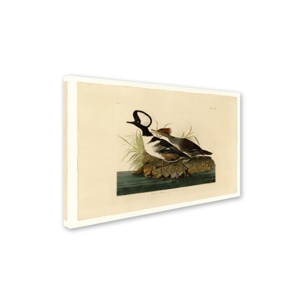 Audubon 'Hooded Merganserplate 232' Canvas Art,12x19